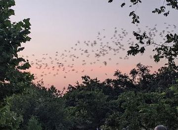 texas/the-woodlands/attraction/waugh-drive-bat-colony