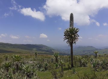 ethiopia/wollo/attraction/chokie-mountain