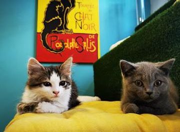 hungary/tatabanya/attraction/cat-museum-budapest