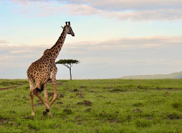 kenya/maasai-mara-national-reserve/attraction/lookout-hill