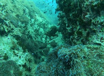 thailand/koh-tao/attraction/chumphon-pinnacle-2-dive-site