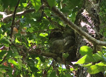 costa-rica/manuel-antonio/attraction/manuel-antonio-night-tours-jungle-night-tours