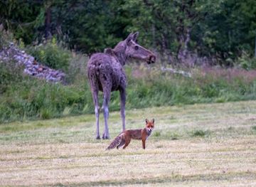 norway/skeikampen/attraction/gala-elgsafari