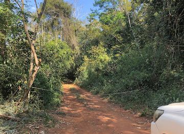 zimbabwe/chimanimani-national-park/attraction/chirinda-forest