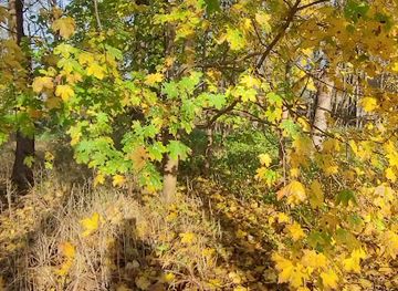 lithuania/palanga-beach/attraction/oldman-pieva