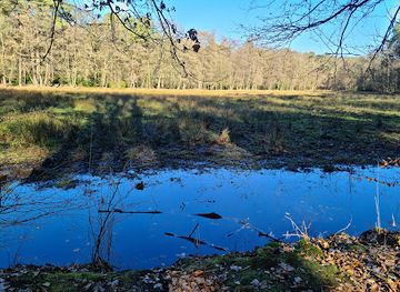 netherlands/veluwe/attraction/leuvenum-forest