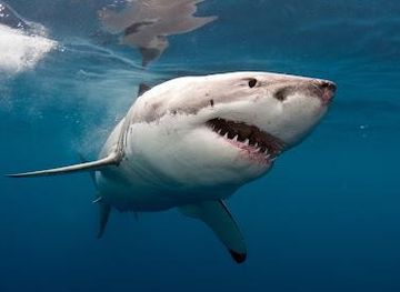 south-africa/cape-town/attraction/african-moon-adventures