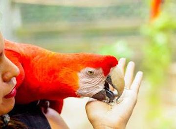 honduras/roatan/attraction/tourist-adventures