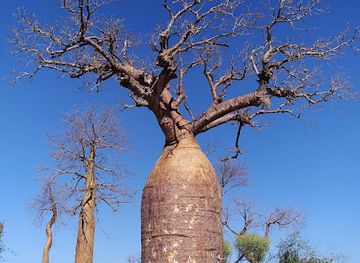 madagascar/ifaty/attraction/ifaty-baobob-tree-reniala-nature-reserve