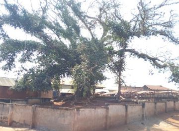 ghana/bono-east-region/attraction/komfo-anokye-dua