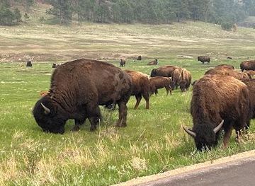south-dakota/rapid-city/attraction/wildlife-loop-rd