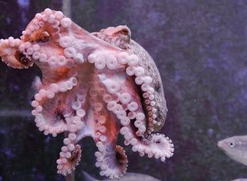 slovenia/nova-gorica/attraction/akvarij-piran