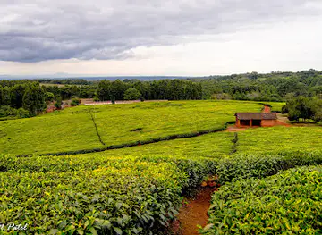 Thyolo Tea Estate