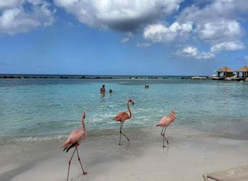 aruba/san-nicolas/attraction/renaissance-island