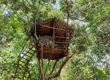 india/kerala/attraction/tree-house