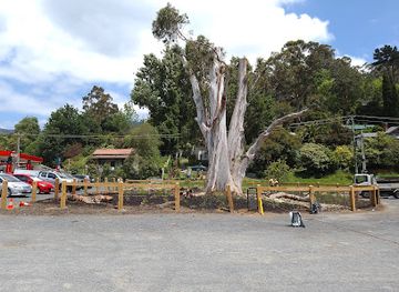 australia/yarra-valley/attraction/the-warburton-tree