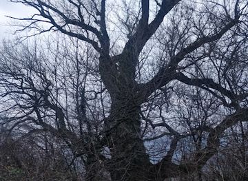 slovenia/gorizia/attraction/topol-ob-vipavi