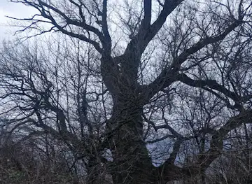 Topol ob Vipavi