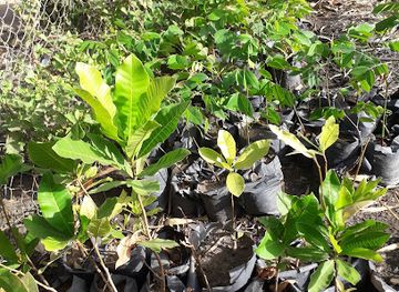 the-gambia/lower-saloum/attraction/bamboo-foundation-gambia-plantation-and-nursery-garden