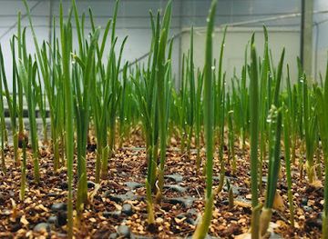 kenya/nakuru/attraction/sunset-farm