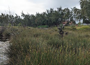 mauritius/pointe-aux-piments/attraction/pointe-aux-piments-salt-marsh