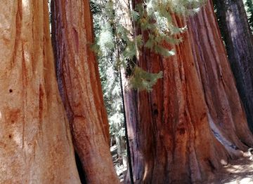 california/sequoia-national-park/attraction/sequoia-natural-history-association