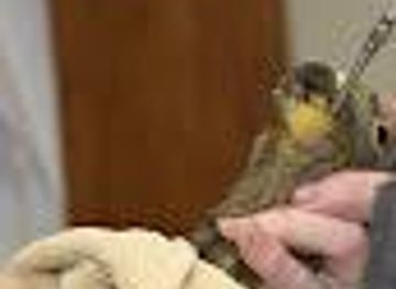 new-zealand/christchurch/attraction/south-island-wildlife-hospital