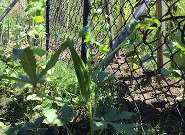 california/redding/attraction/garden