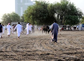 united-arab-emirates/fujairah-beach/attraction/bullfighting-fujairah