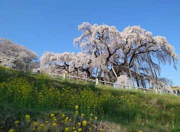 japan/tohoku/attraction/miharu-takizakura
