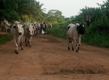 cameroon/tiko/attraction/kake-souza-cameroun