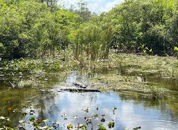 florida/big-cypress-national-preserve/attraction/loop-road-scenic-drive