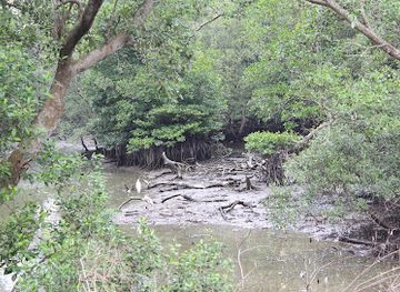singapore/sungei-buloh-wetland-reserve/attraction/lumnitzera-walk