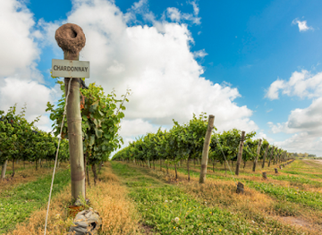 argentina/pampas/attraction/trapiche-costa-pampa