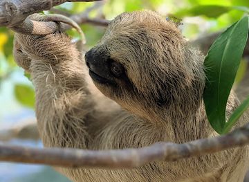 honduras/yoro-region/attraction/daniel-johnson-s-monkey-and-sloth-hang-out