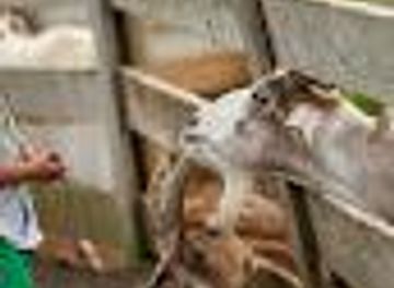 virginia/petersburg/attraction/maymont-farm