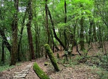 india/shillong/attraction/mawphlang-sacred-forest