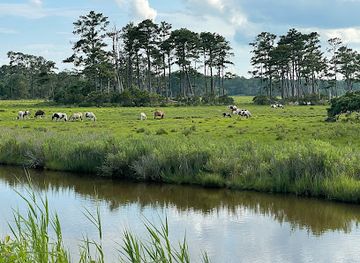 virginia/assateague-island/attraction/pony-view