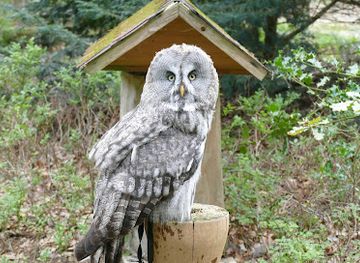 germany/lüneburg-heath/attraction/greifvogel-gehege-bispingen