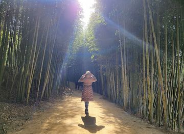 south-korea/gwandong-region/attraction/juknokwon-bamboo-forest