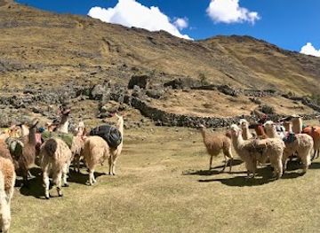 peru/lares-trek/attraction/llama-pack-project