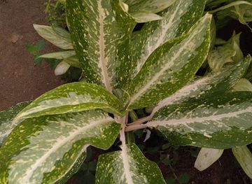 sri-lanka/puttalam-district/attraction/children-park