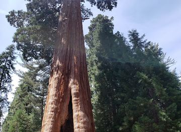 california/sequoia-national-park/attraction/the-giant-forest
