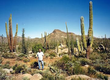 mexico/baja-california-peninsula/attraction/valle-de-los-cirios