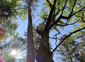 lithuania/kaunas-region/attraction/medziai-dvyniai