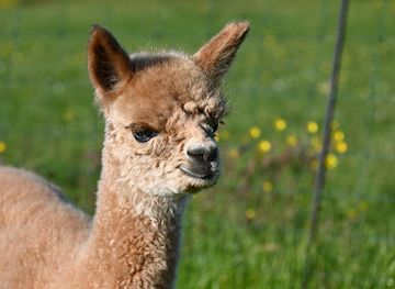 netherlands/friesland/attraction/alpaca-world-friesland