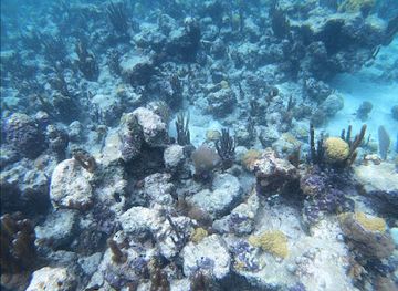 turks-and-caicos-islands/providenciales/the-bight-settlement/attraction/coral-gardens