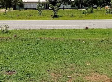 ghana/mole-national-park/attraction/issa