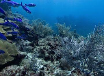 trinidad-and-tobago/buccoo-reef/attraction/culloden-reef