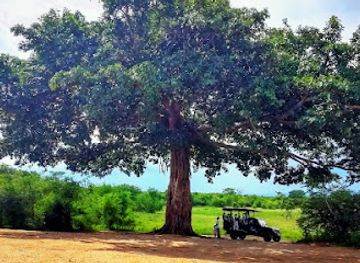 sri-lanka/udawalawe-national-park/attraction/udawalawe-safari-jeep-tours-by-pathum